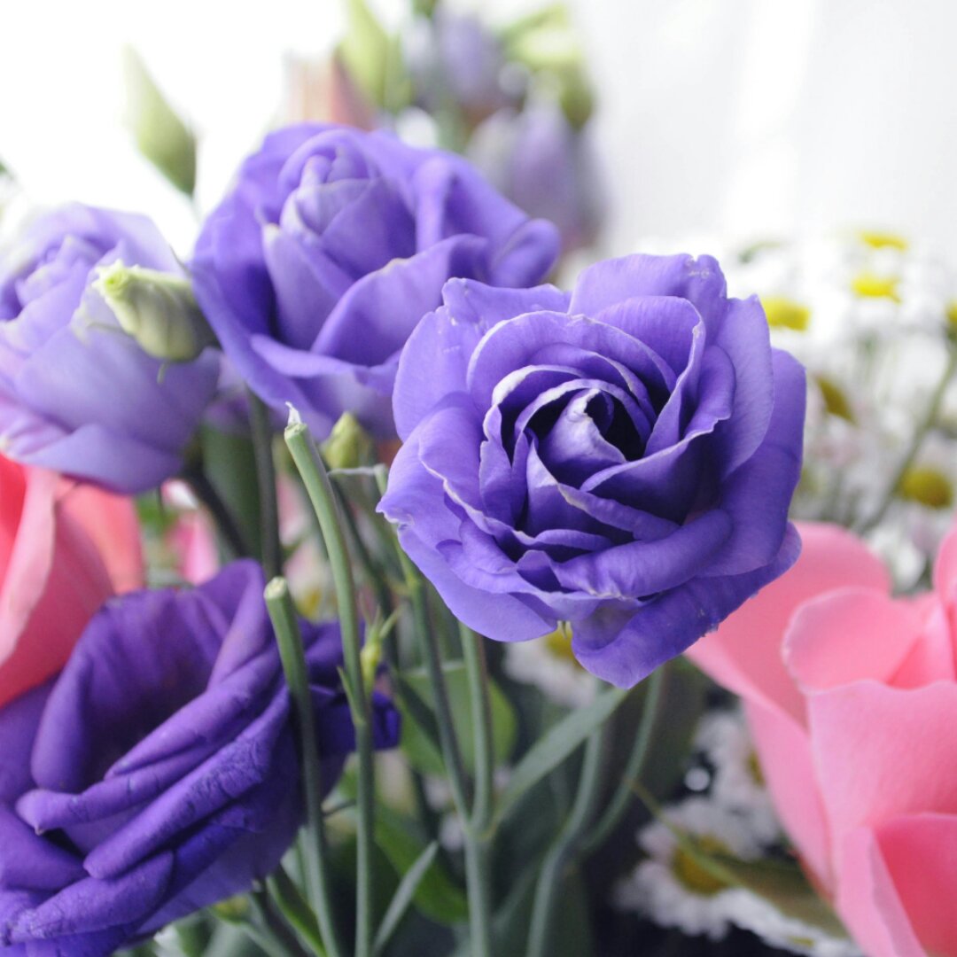 阳光洒在地上却终是凄凉