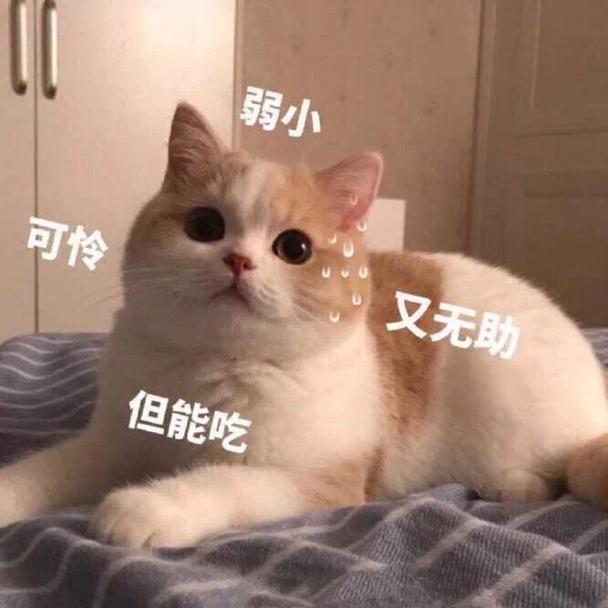 懒兔一枚ltym