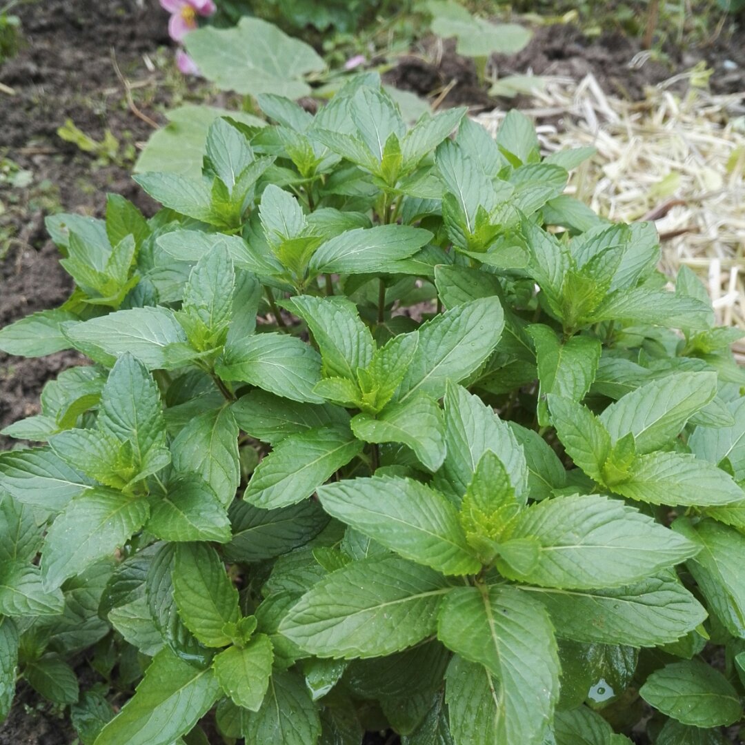 厨房种香草（tips大汇总…缓慢更新）