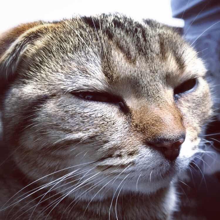 请叫我喵女王大人