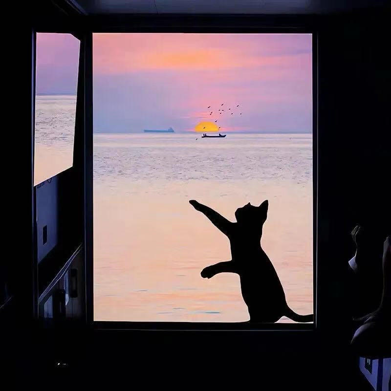 猫九九9
