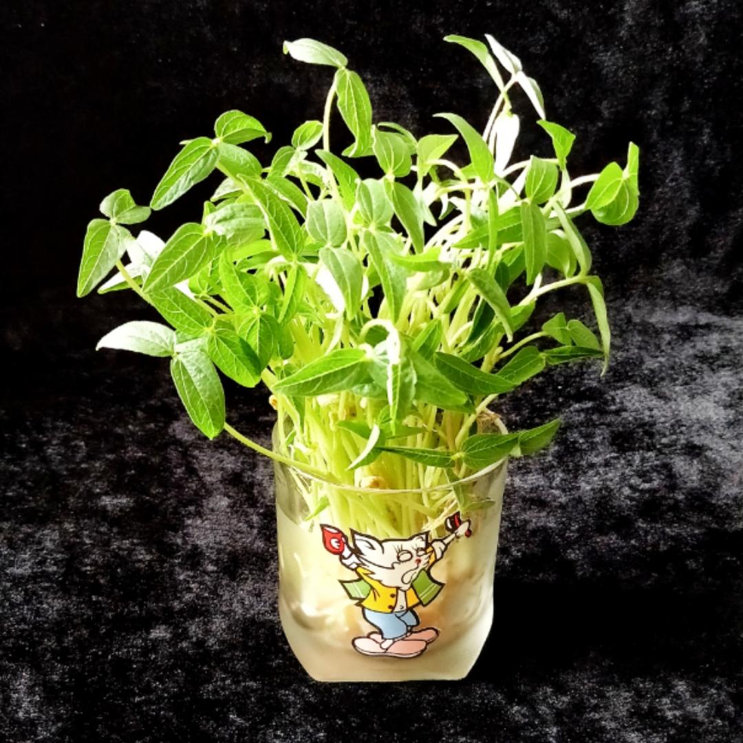 君君love烘焙做的水培绿豆盆栽成长记