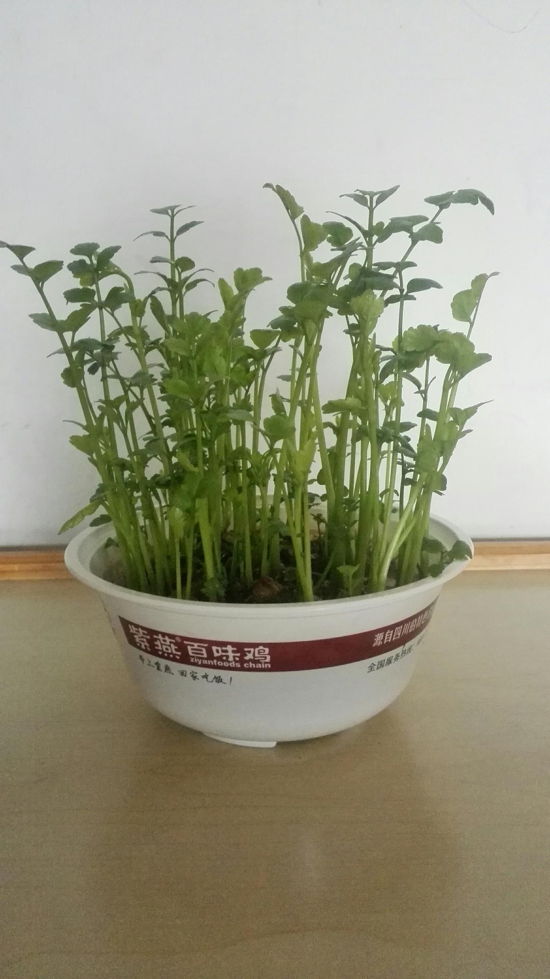 我的小菜的做法