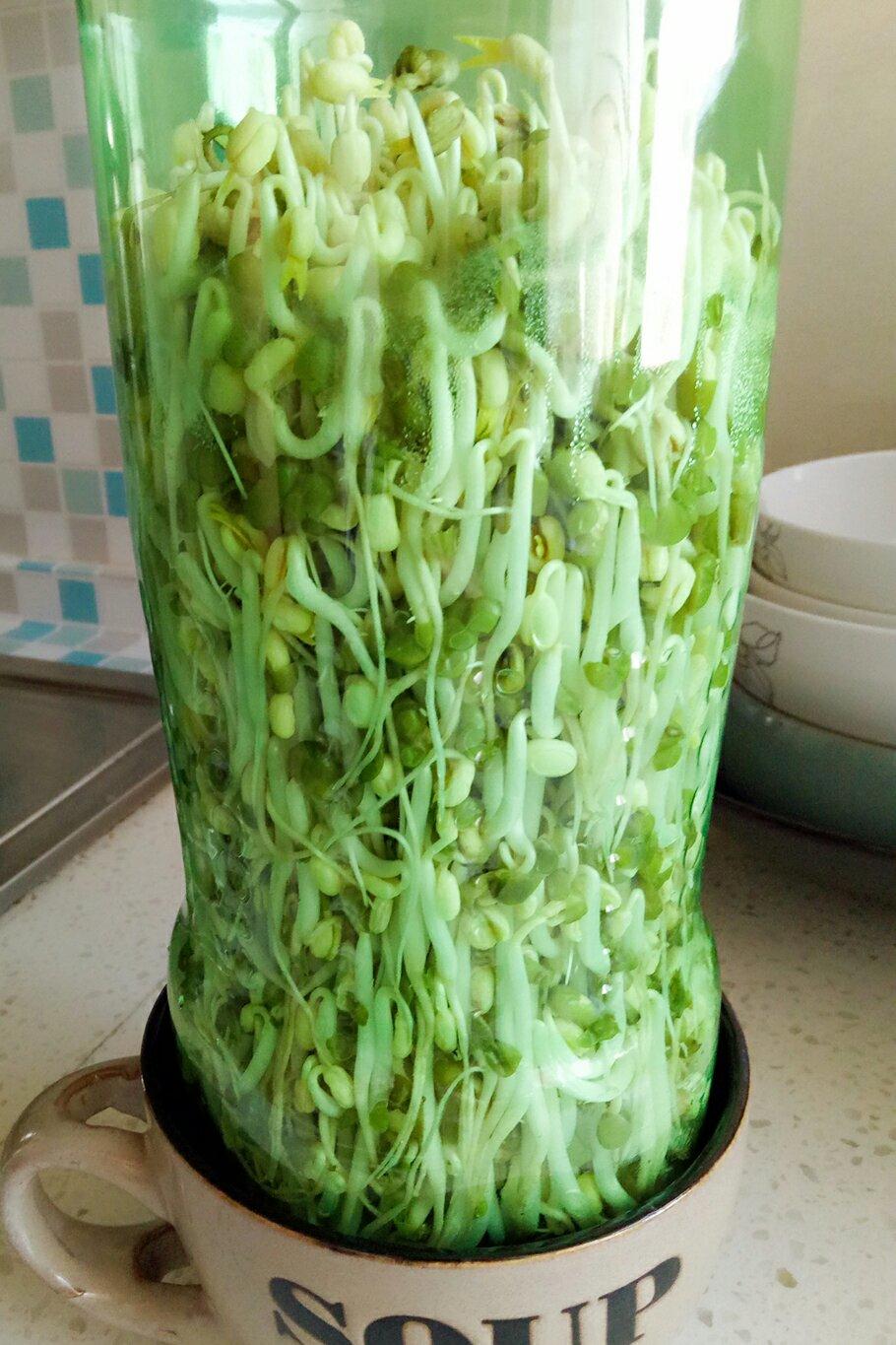 自发豆芽（可乐瓶发豆芽0失败！）
