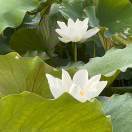 安然無(wú)憂_x2ed