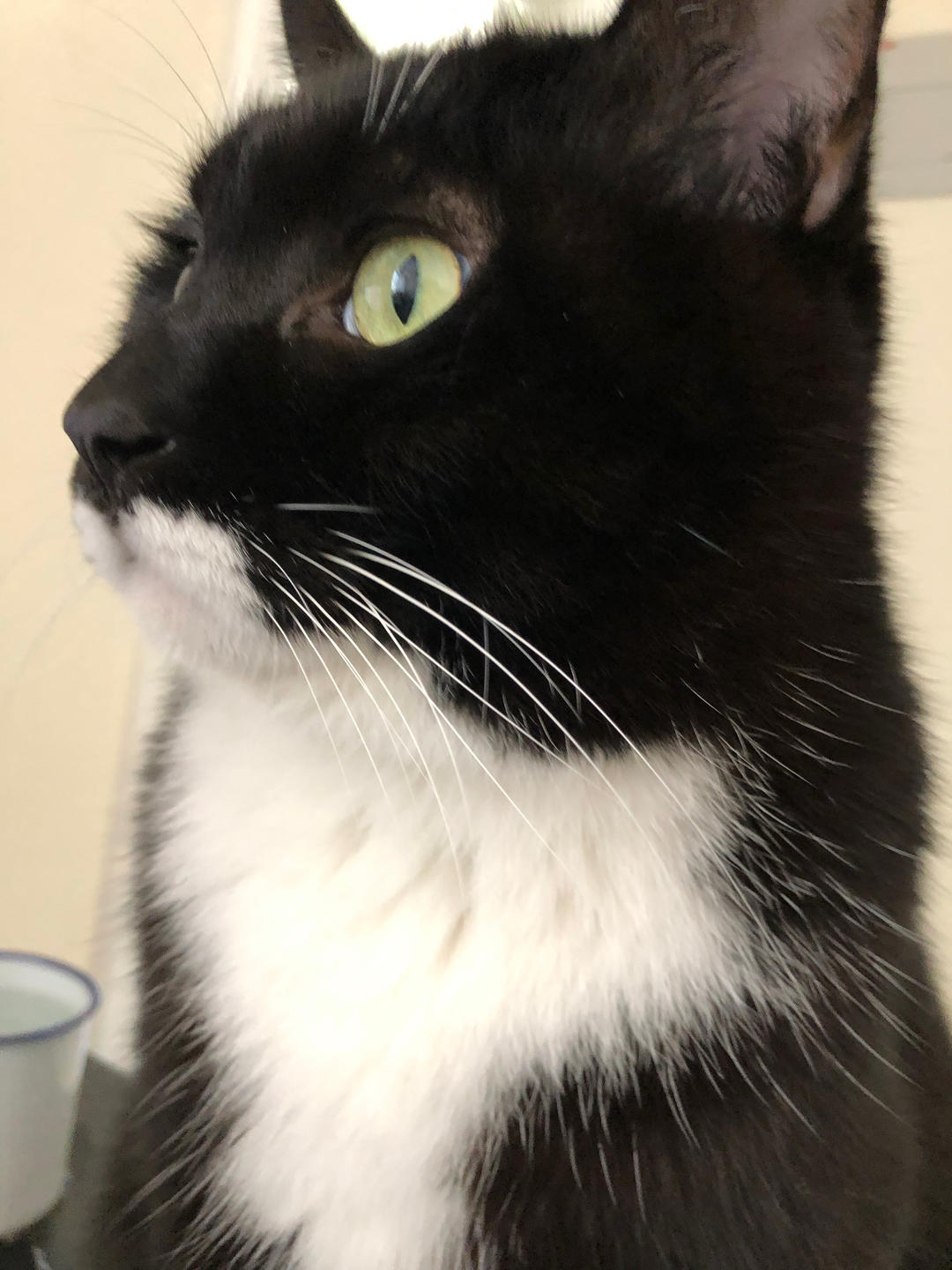 猫咪