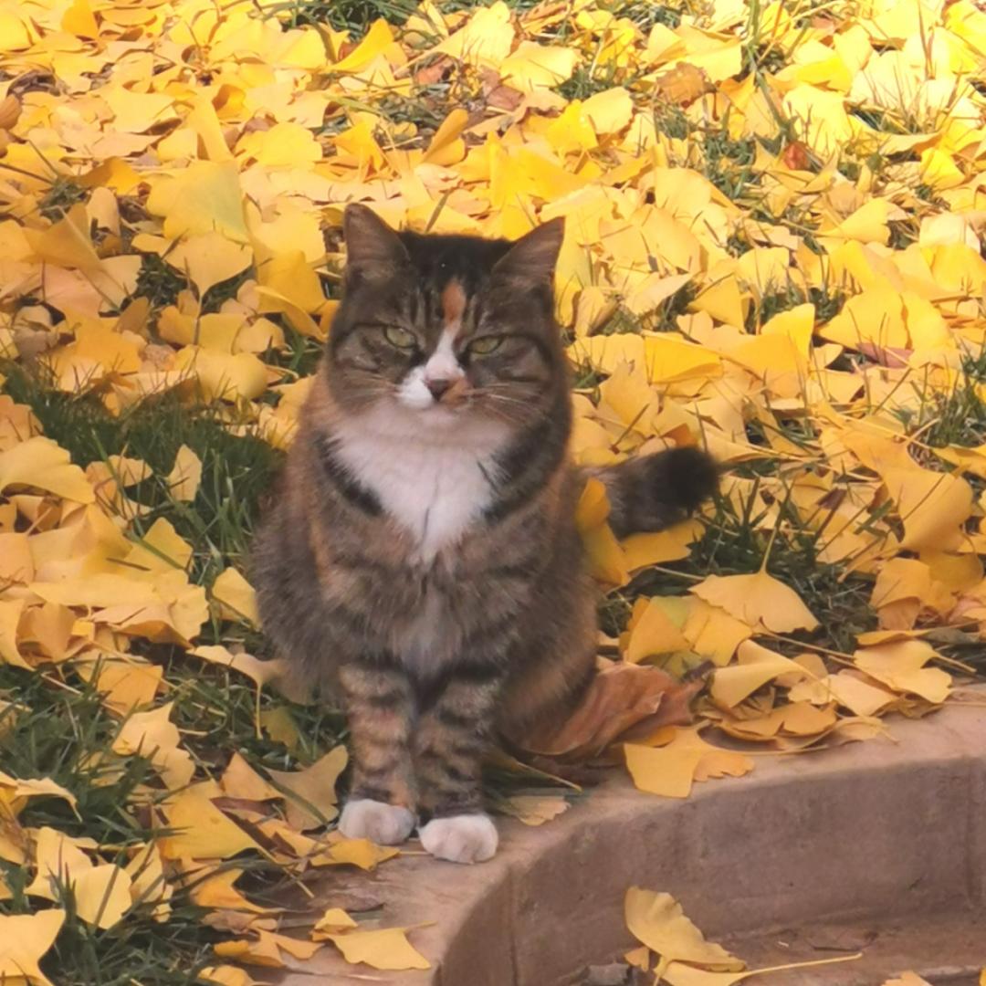 陈小厨爱炸厨房