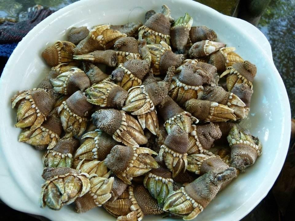 純奶手撕吐司的做法 步驟1