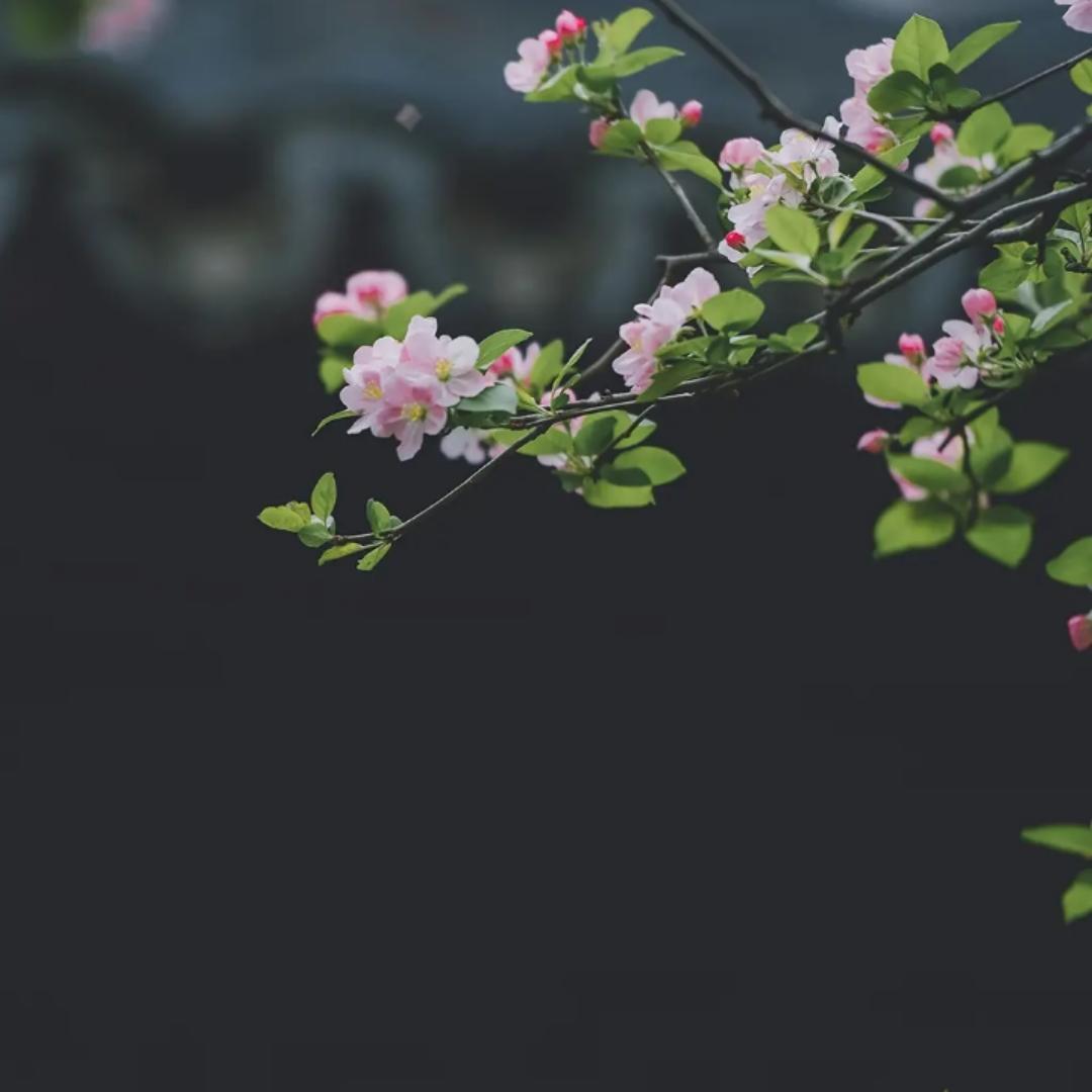 指尖繁花