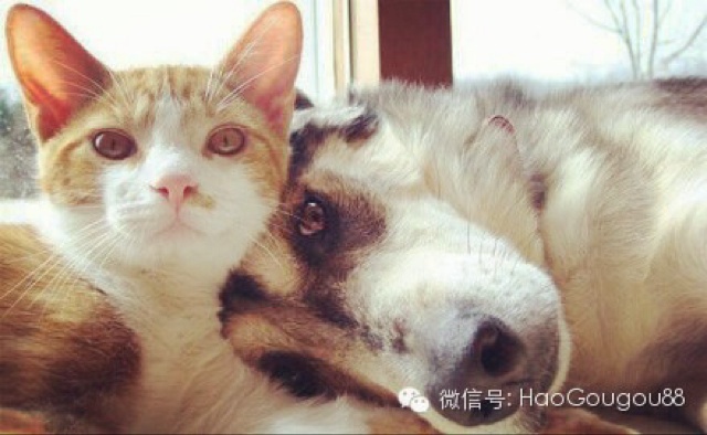 西dian君笑