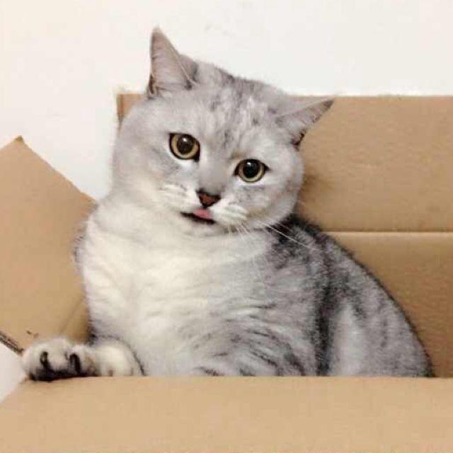 PuddingLuo