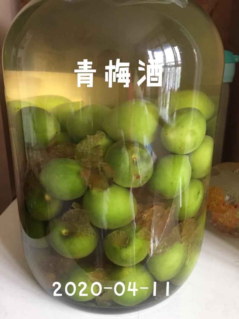 自酿超好喝的青梅酒/梅子酒