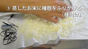 自制米麴（米曲）的做法 步骤5