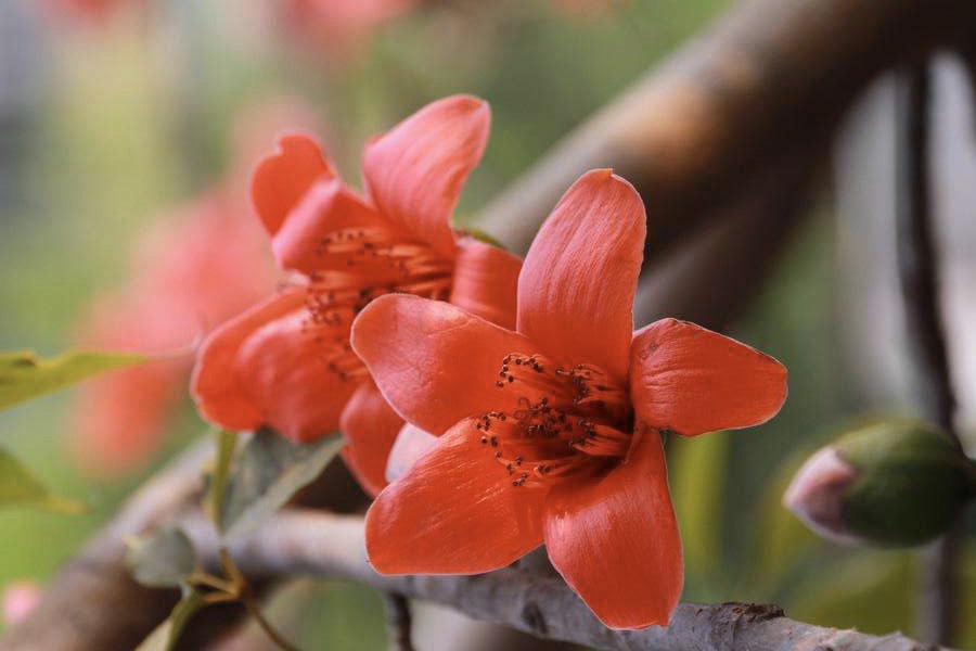 春の菜谱【攀枝花（木棉花）炒火腿】