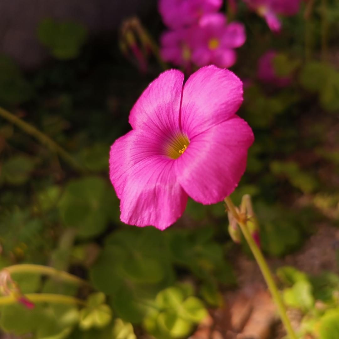 爱折腾吃的花花