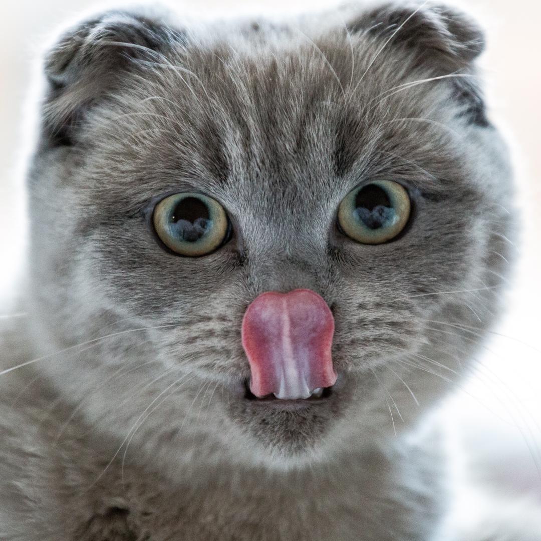 【汤种+poolish】我的基础面包