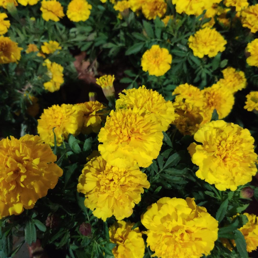 舌尖上的美味ghyy