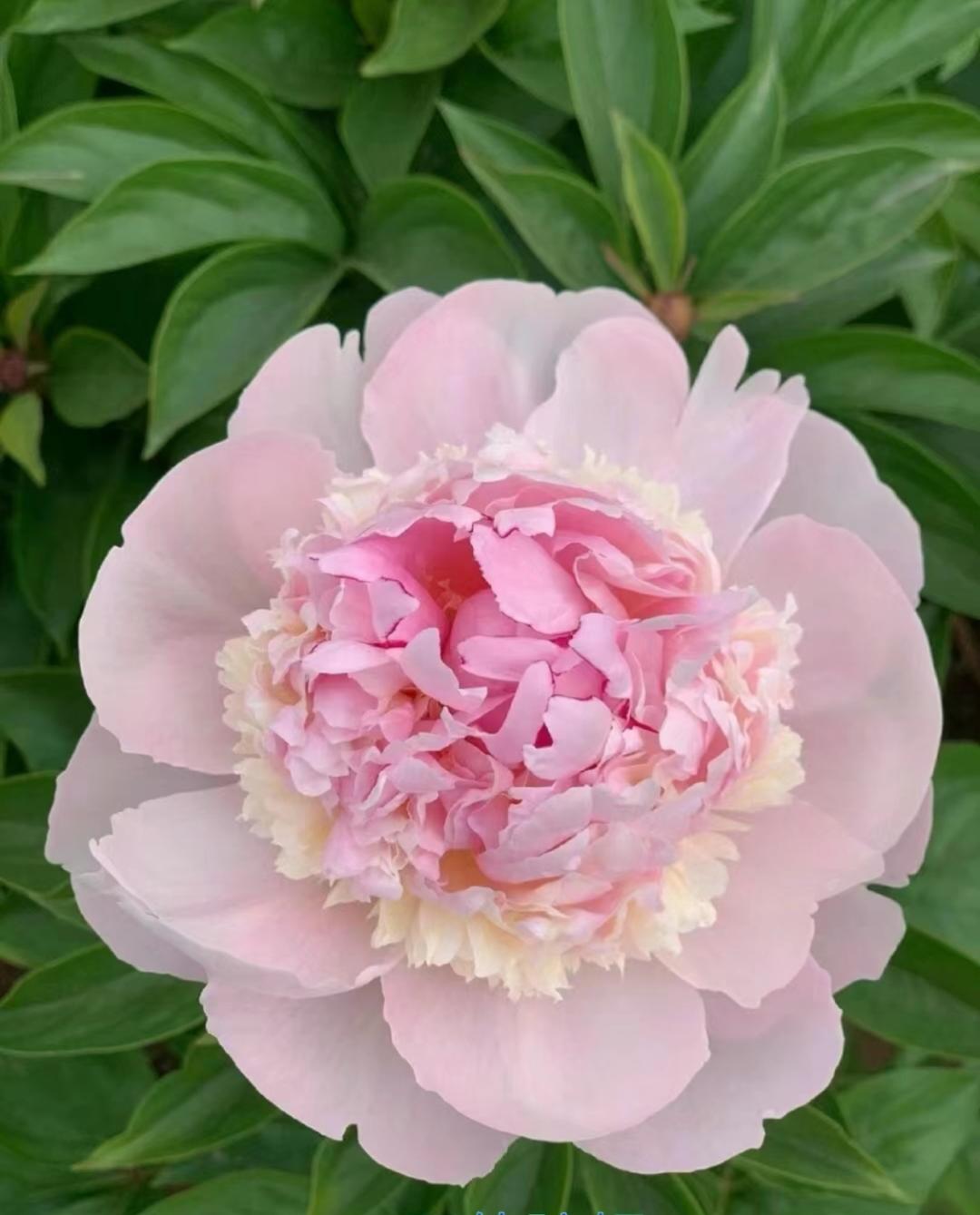 考拉做饭真好吃