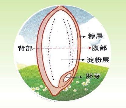各种米粉、大米、糯米的区别和用途（来自度娘）的做法 步骤7