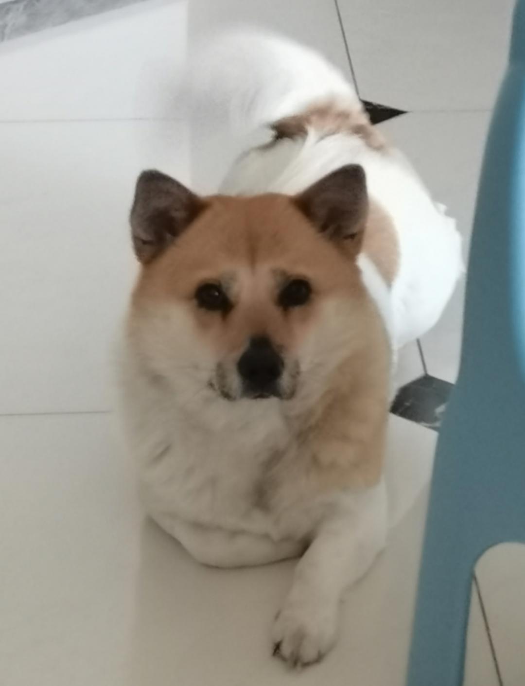 吖吖学做饭菜
