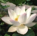 婷婷0910