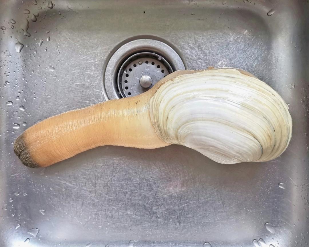 两吃加州象拔蚌（刺身+香芹炒）