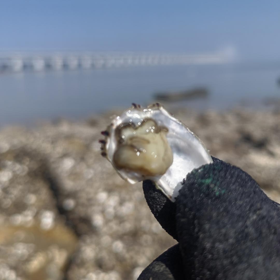 海蛎酱油水