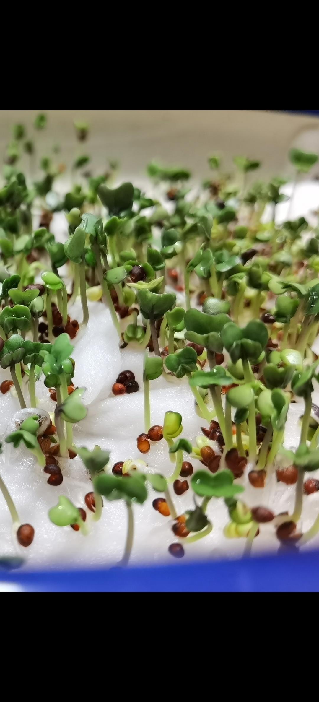 西兰花苗翠绿的叶笔挺的茎