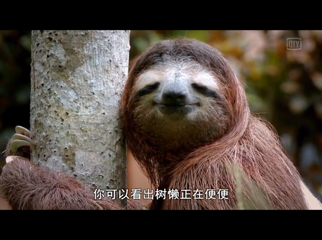 歌信