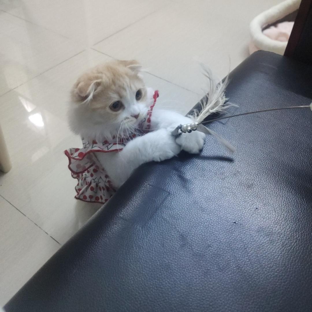 小小小小小琼花