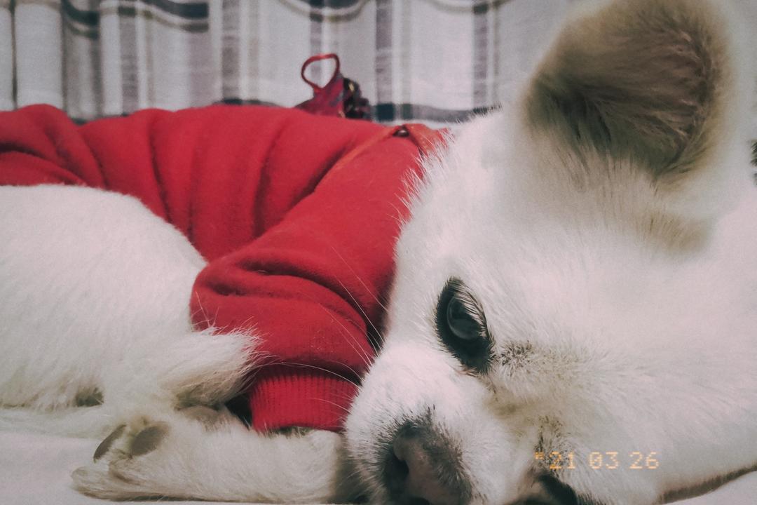 锅巴土豆的做法