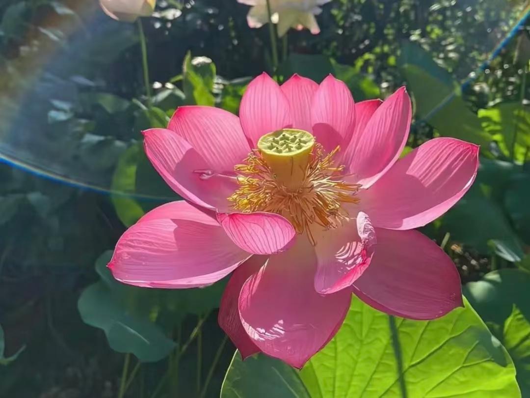 心灵妙法