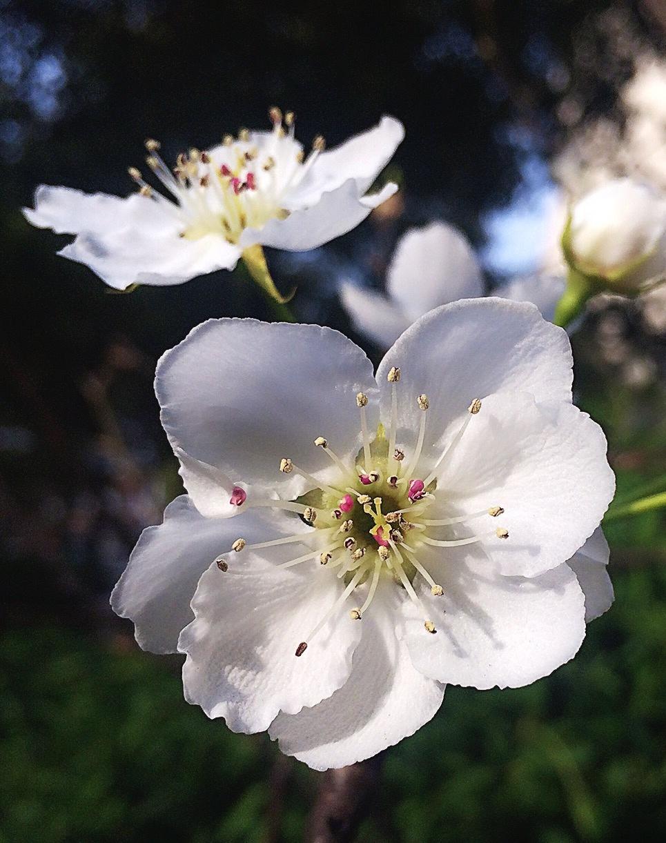 点滴生活，芬芳依然⁎˚♫