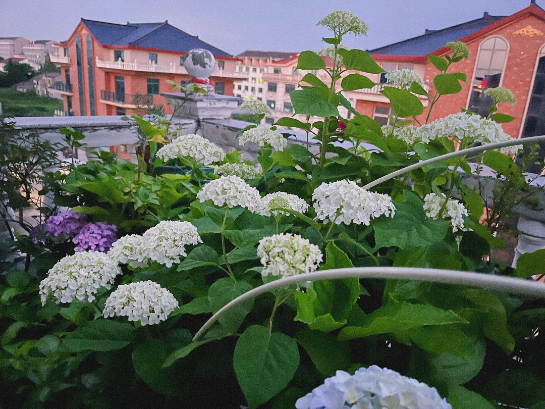 繁花似锦