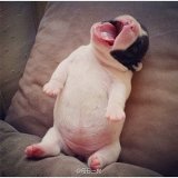 咩咩mie咩的厨房