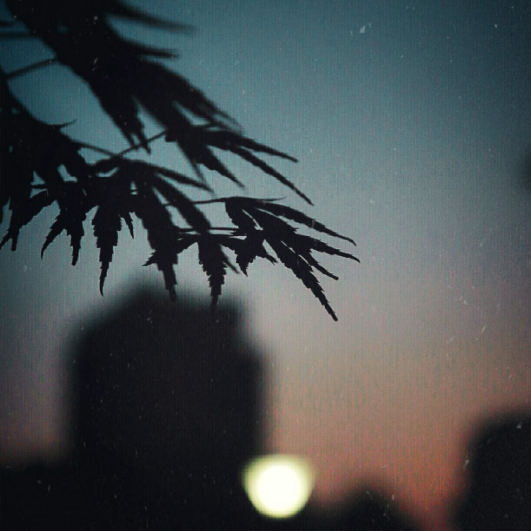 洛芙桑