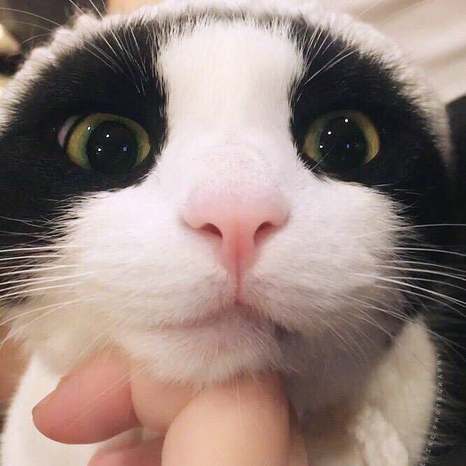 卡诶路万岁