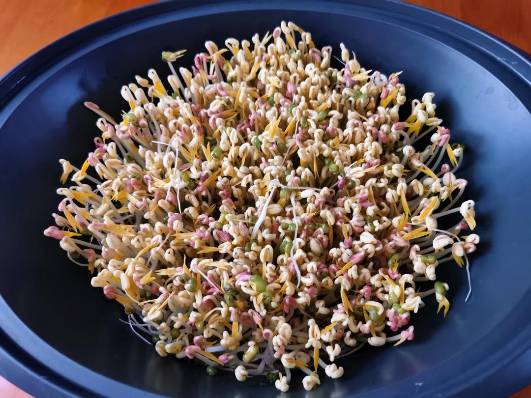 小美蒸笼与豆芽