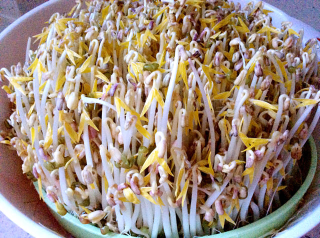 自发绿豆芽