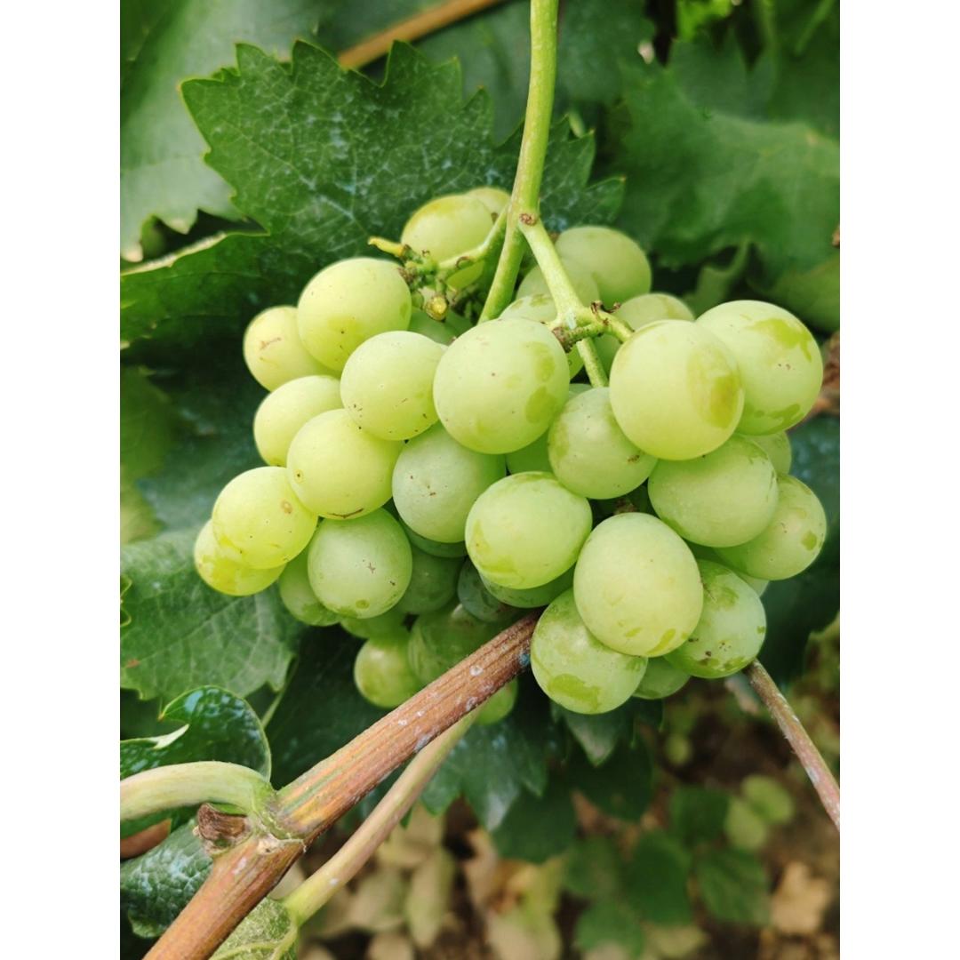 瓜果蔬菜养成记