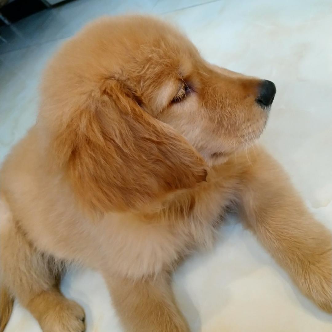 狗淘淘