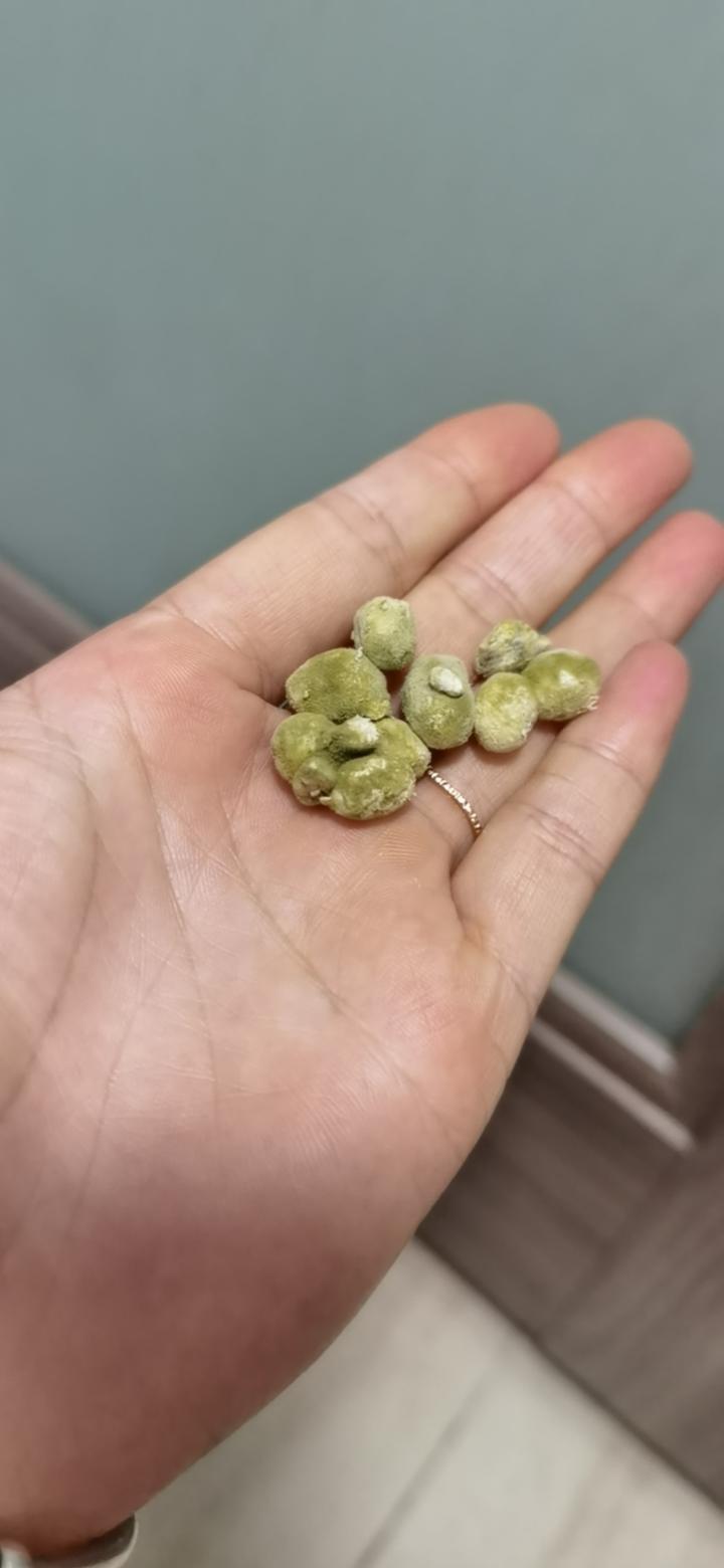 自制黄豆酱