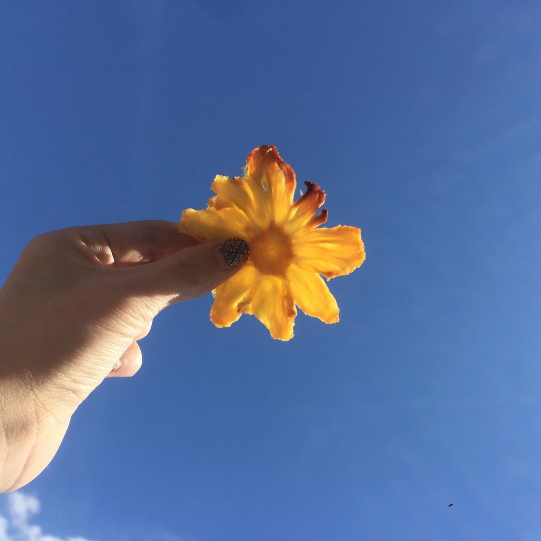 菠萝干果花