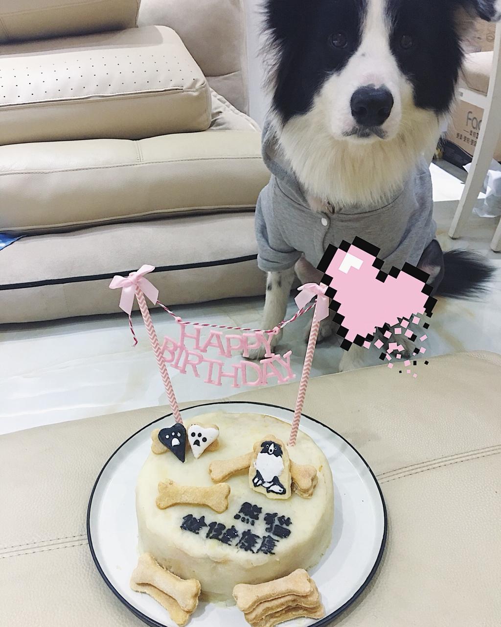 宠物蛋糕