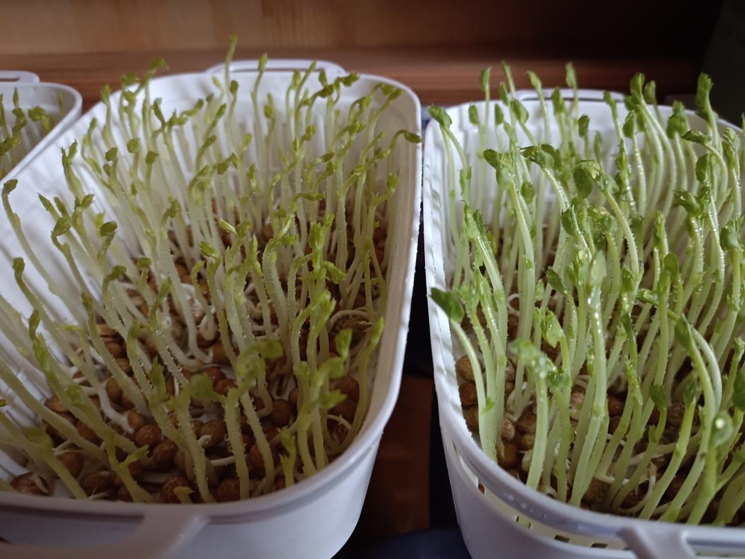 自己发豌豆苗ヾ(❀╹◡╹)ﾉ~芽苗菜的窝