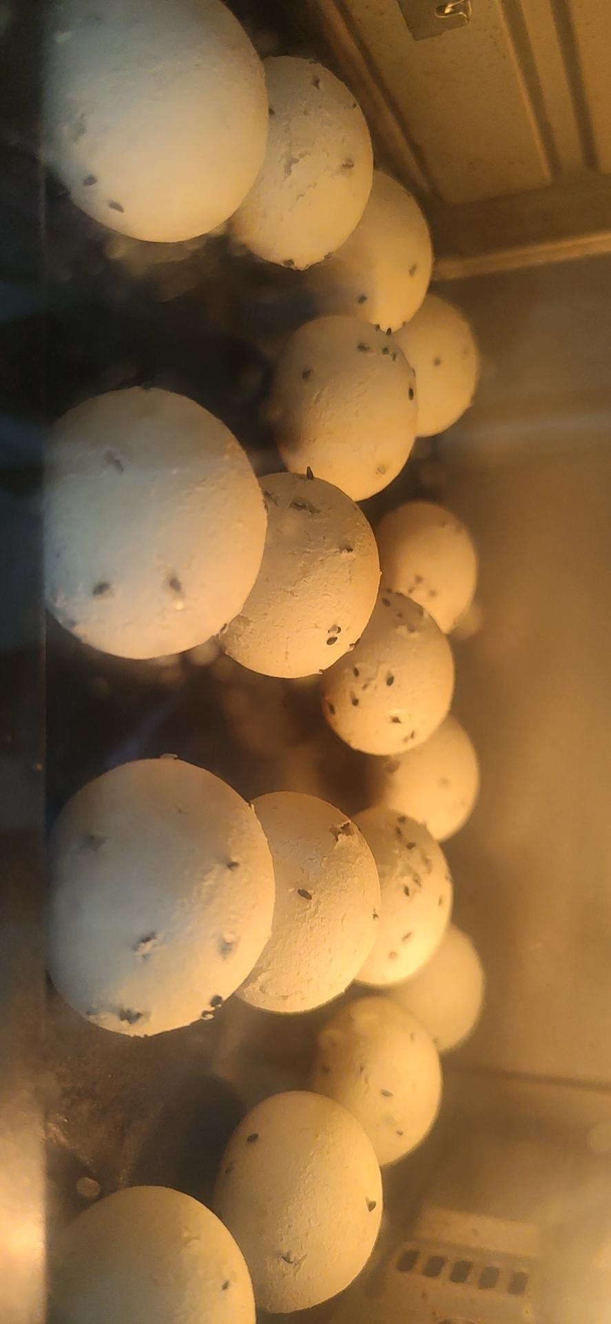 恐龙蛋·麻薯面包·麻薯包 自己做了1000➕的私人配方