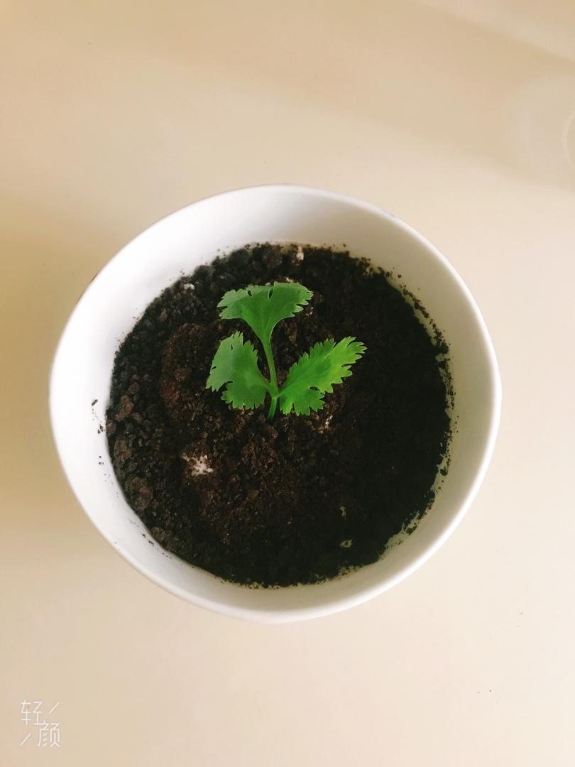 【木糠杯】适合新手小白，不用烤箱的简单甜品
