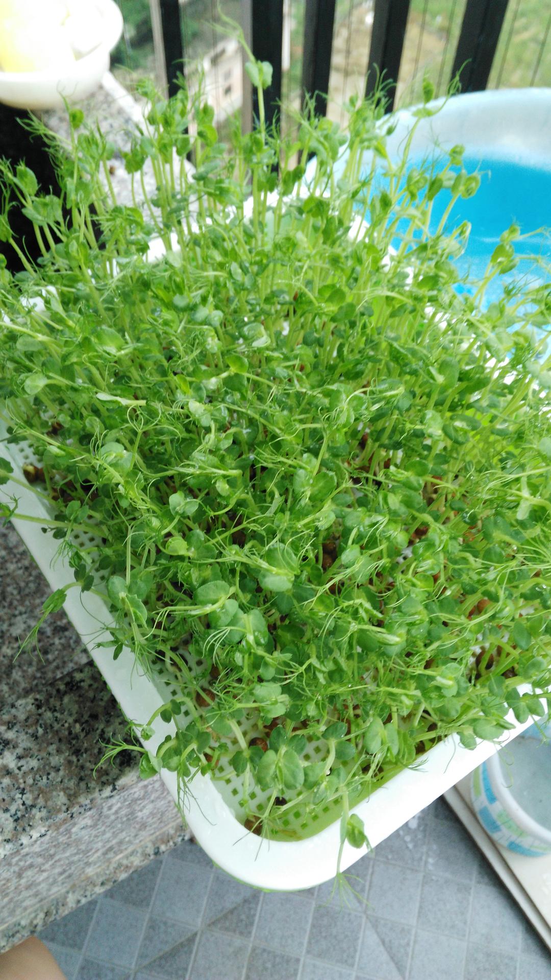 欣欣加油做的水培芽苗菜