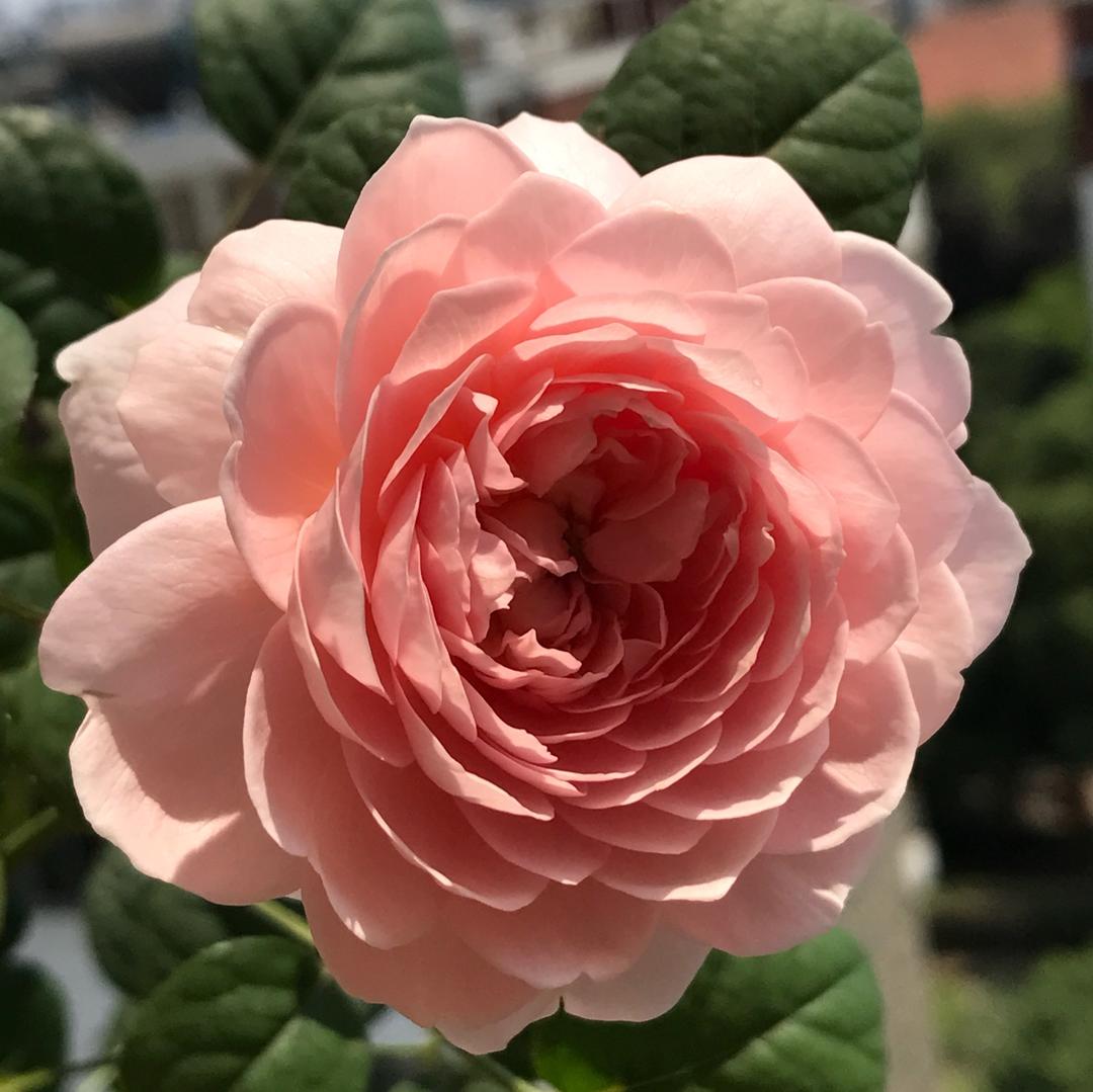 烧热我的卡路里