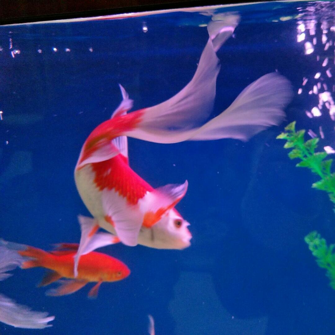 萋萋芳草和风